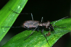 Cylindera kaleea