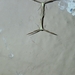 Pterophorinae