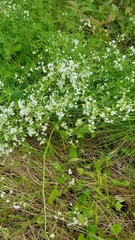 Galium mollugo