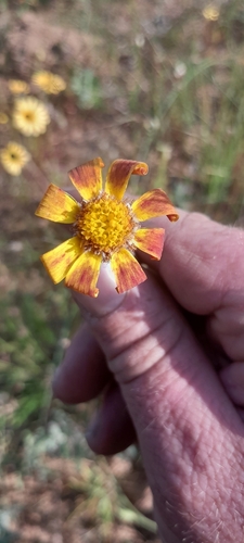 Othonna ciliata