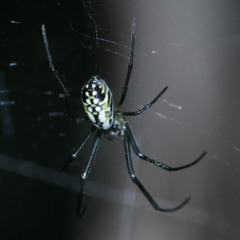 Trichonephila clavata