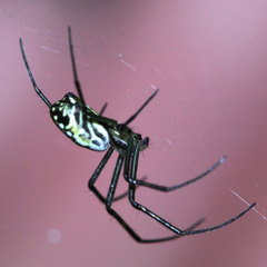 Trichonephila clavata