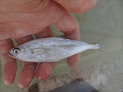 Scomberoides tol
