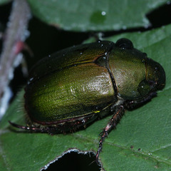 Anomala albopilosa