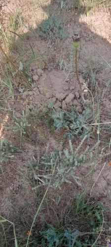 Othonna ciliata