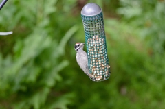 Dryobates pubescens pubescens