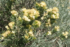 Pteronia divaricata