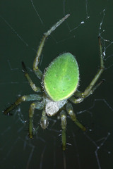 Araneae