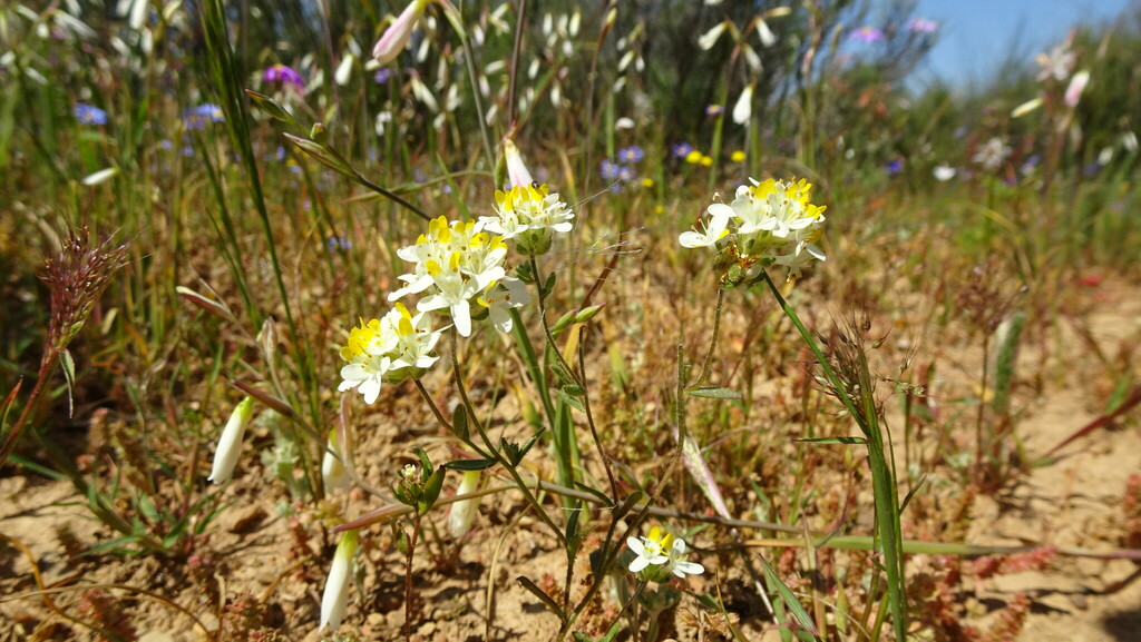 Polycarena formosa