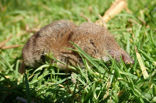 Eurasian Pygmy Shrew