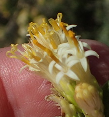 Pteronia divaricata