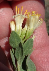 Pteronia divaricata