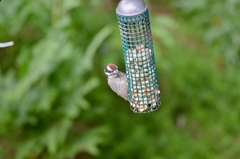 Dryobates pubescens pubescens