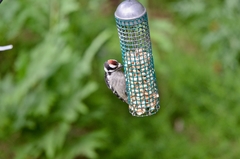 Dryobates pubescens pubescens