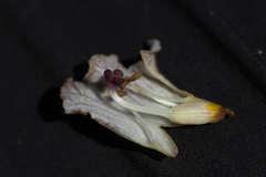 Orobanche reticulata