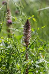 Orobanche reticulata
