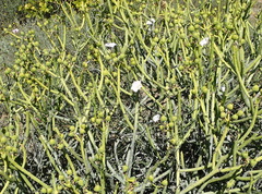 Convolvulus capensis