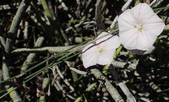 Convolvulus capensis