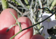 Convolvulus capensis