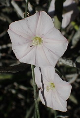 Convolvulus capensis