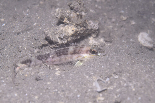 Eyespot grubfish (Parapercis ommatura) — Pinguipedidae — 4