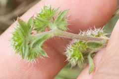 Chorizanthe cuspidata