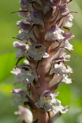 Orobanche reticulata