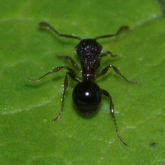 Pristomyrmex punctatus