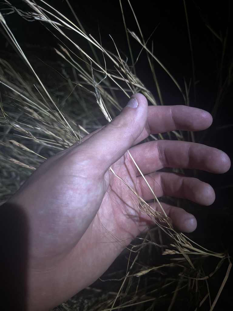 tanglehead from Coronado National Forest, Sonoita, AZ, US on September ...