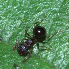 Pristomyrmex punctatus