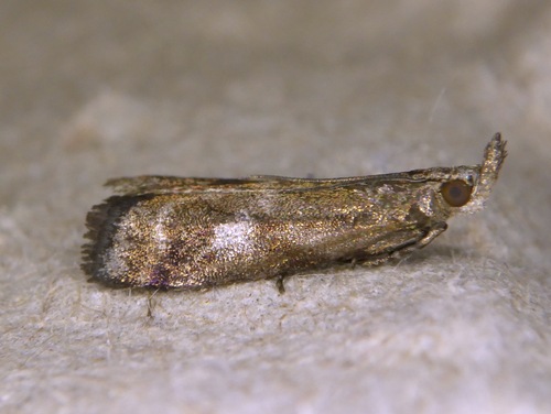 Ortholepis baloghi