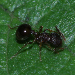 Pristomyrmex punctatus