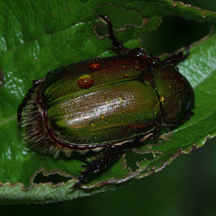 Anomala albopilosa