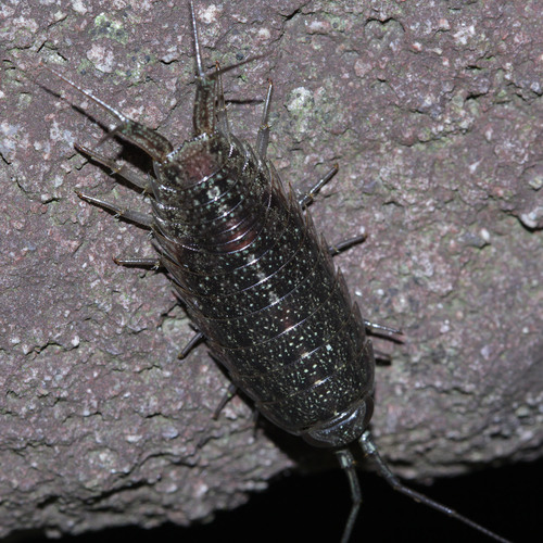 Ligia cinerascens