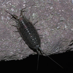 Ligia cinerascens