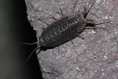 Ligia cinerascens