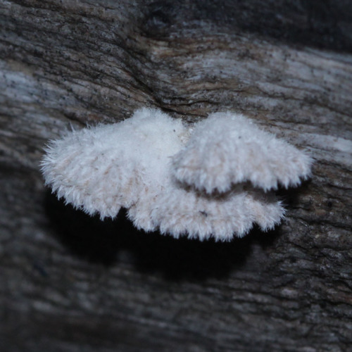 Schizophyllum commune