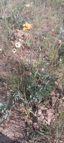 Othonna ciliata