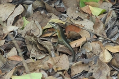 Trachylepis maculilabris