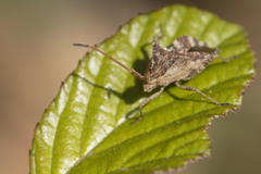 Centrocoris spiniger