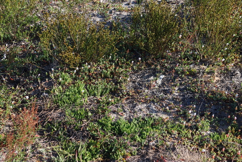 Image of Lampranthus reptans by (c) Tony Rebelo, some rights reserved (CC BY-SA)
