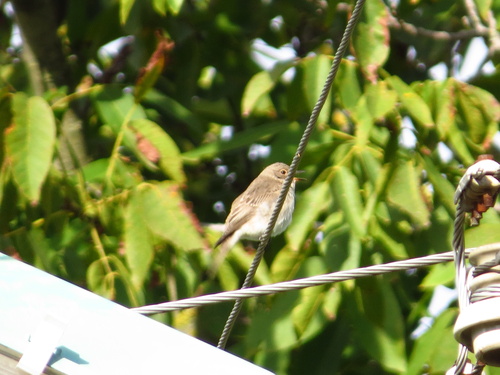 Spotted Flycatcher