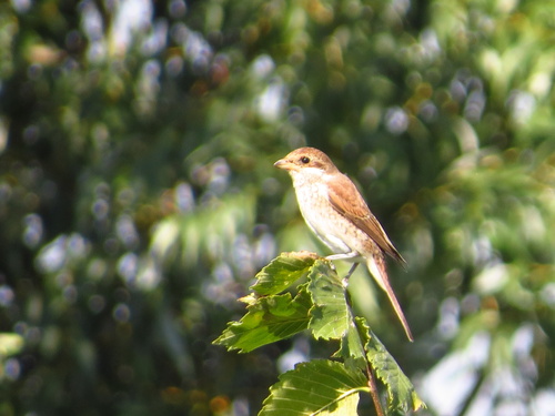Red-backed Shrike