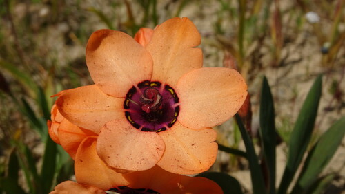Sparaxis elegans