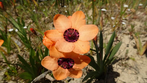 Sparaxis elegans