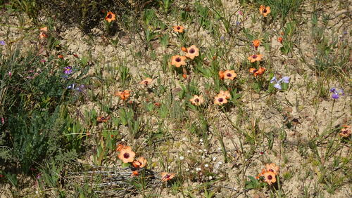 Sparaxis elegans