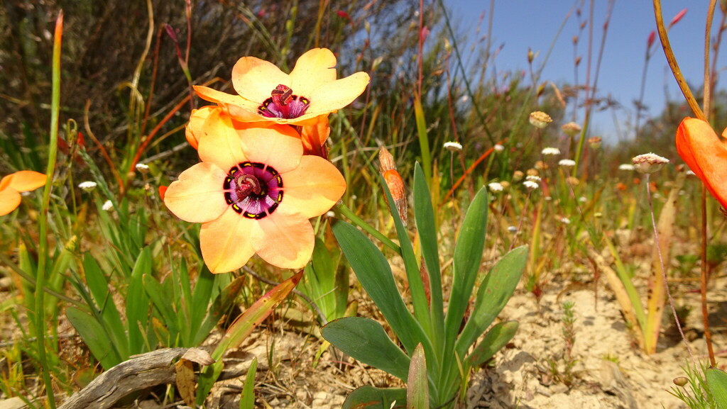 Sparaxis elegans, Namakwa District Municipality, South Africa