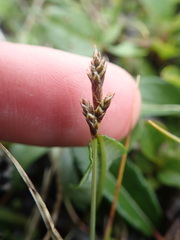 Carex glareosa