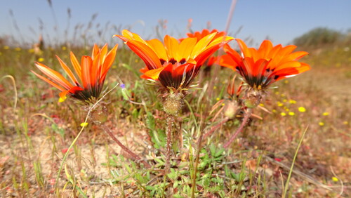 Gazania rigida, photograph 5