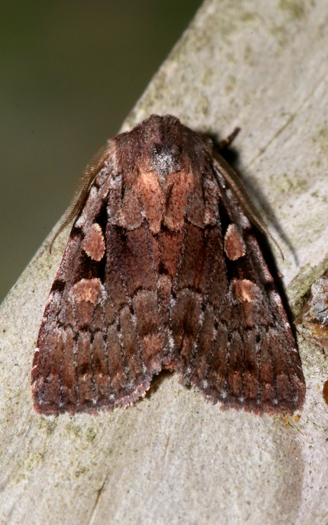 Praevia Dart